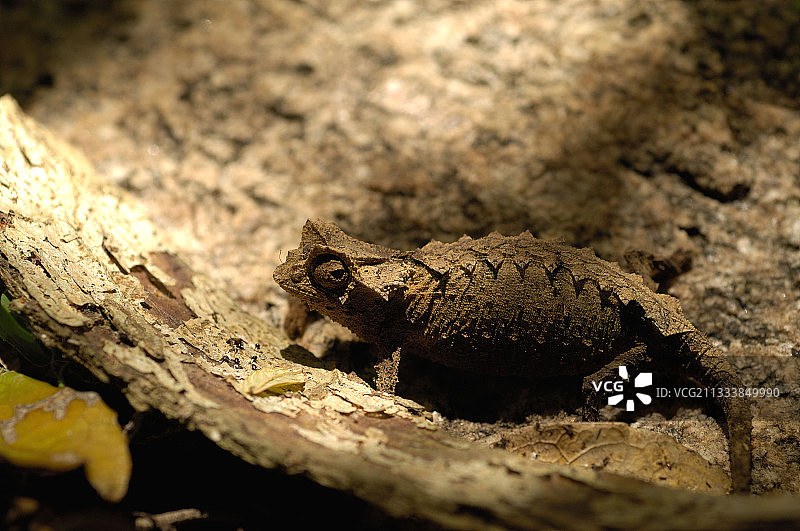 带刺叶侏儒变色龙图片素材