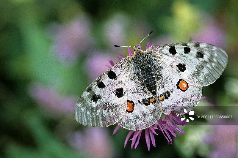 阿波罗在法国比利牛斯山采集花蜜图片素材