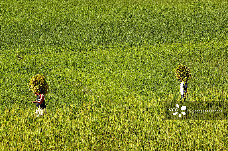 马达加斯加男子运输稻米图片素材