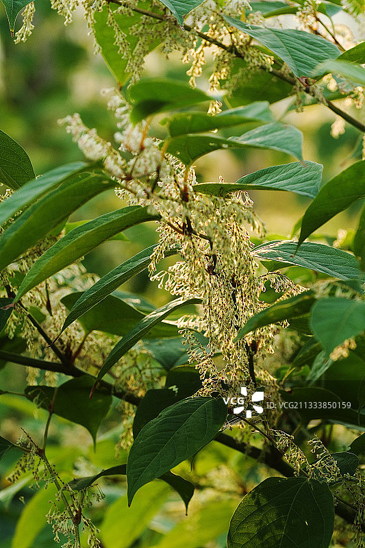 法国波城加夫河边缘的虎杖图片素材
