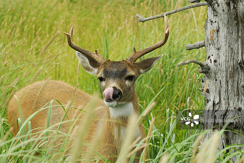 锡特卡黑尾鹿，科迪亚克岛，美国阿拉斯加图片素材