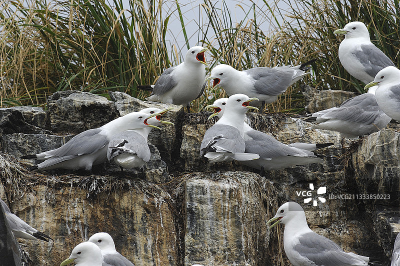 美国阿拉斯加科迪亚克岛的海鸥群图片素材