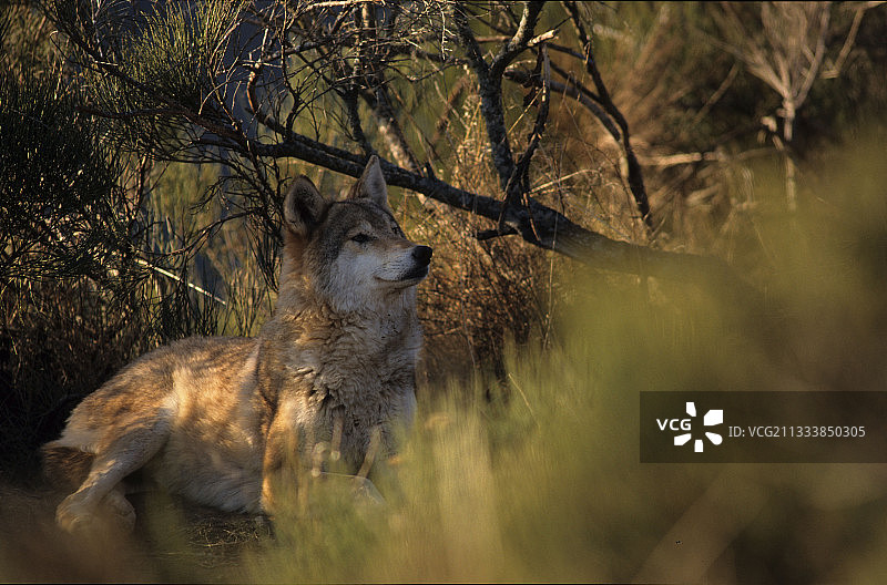 四处观望的常见灰狼图片素材