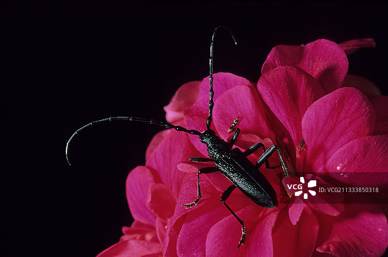 天牛与老鹳草花图片素材