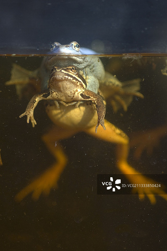 德国沼蛙在水中交配图片素材