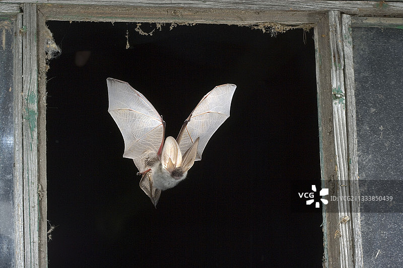 飞翔的阿尔卑斯长耳蝠，奥地利图片素材