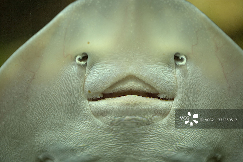 鳐鱼正面特写。图片素材