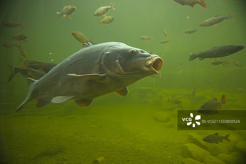 鲤鱼游泳图片素材