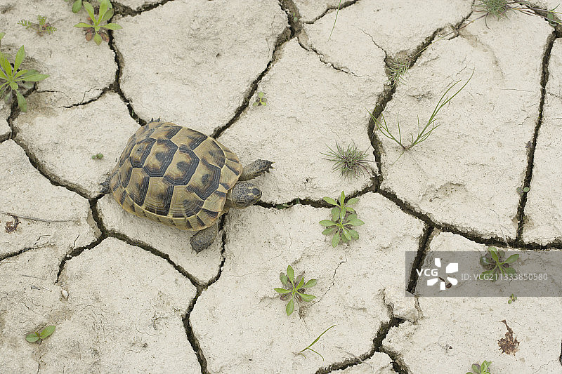希腊陆龟在干裂土地上，保加利亚图片素材