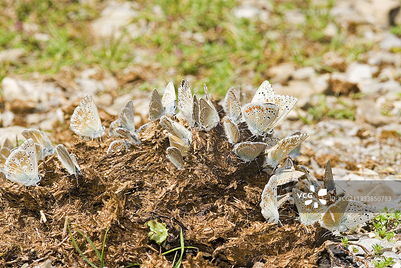 阿格斯蝴蝶在牛粪上觅食图片素材