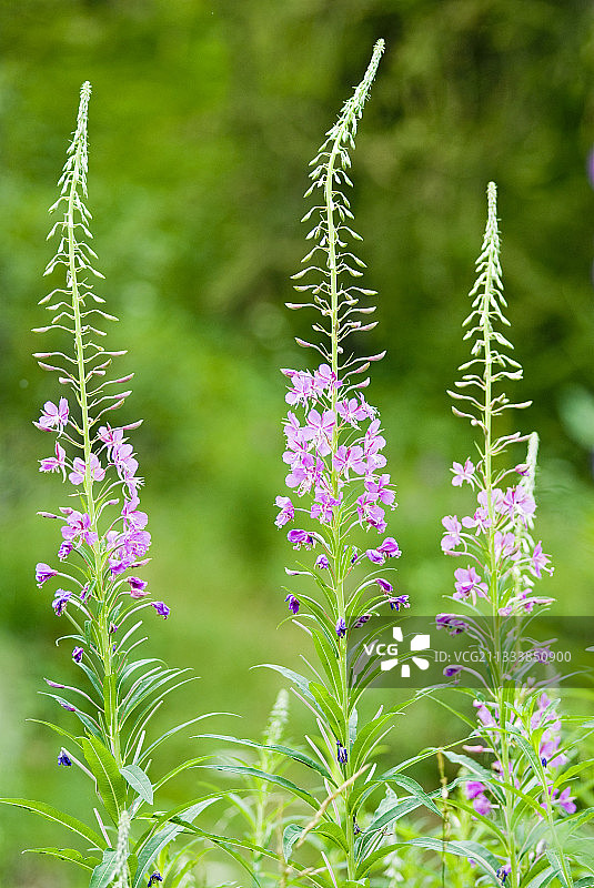 盛开的柳叶菜图片素材