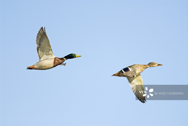 一对飞翔的绿头鸭图片素材