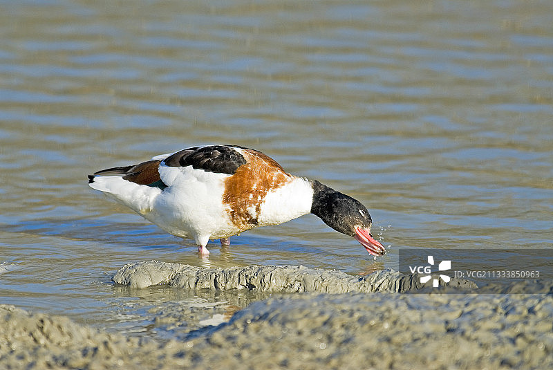 泥地中的普通翘鼻麻鸭图片素材