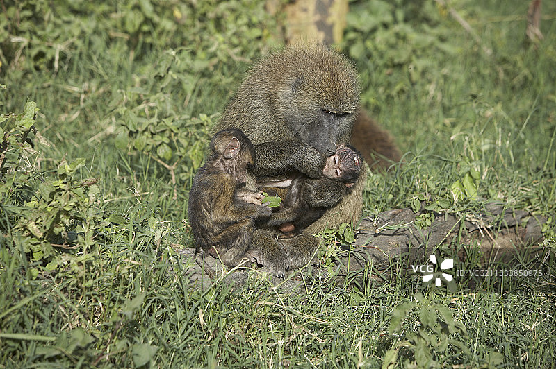在肯尼亚马赛马拉与幼崽在一起的阿努比斯狒狒图片素材