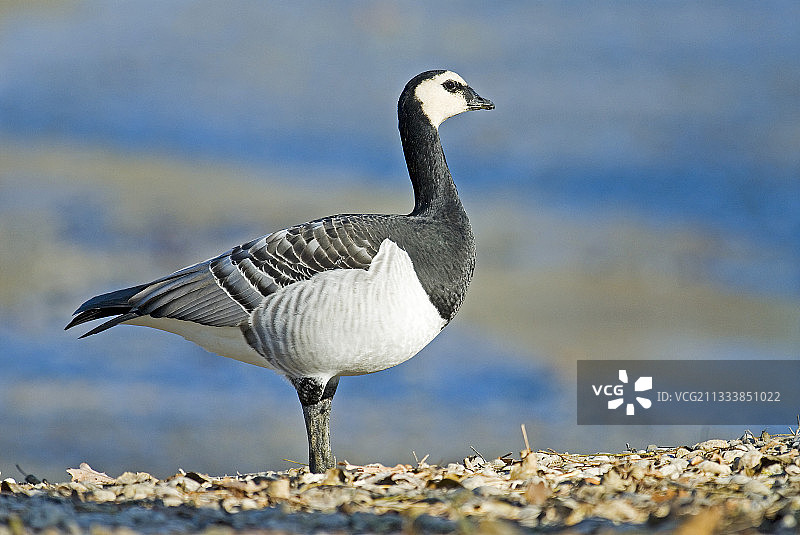 石头上的白额黑雁图片素材
