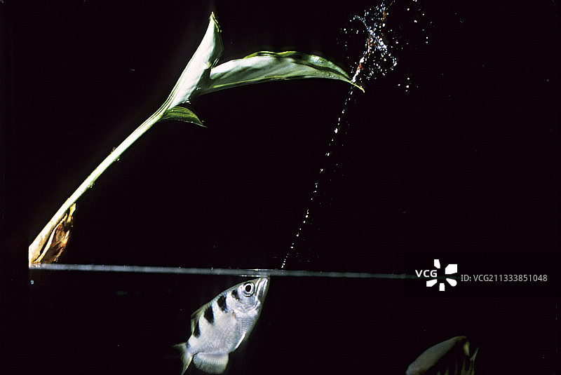 射水鱼捕食图片素材