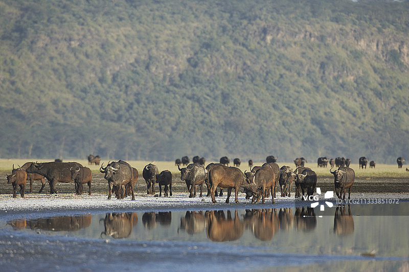 肯尼亚纳库鲁饮水地附近的非洲水牛图片素材