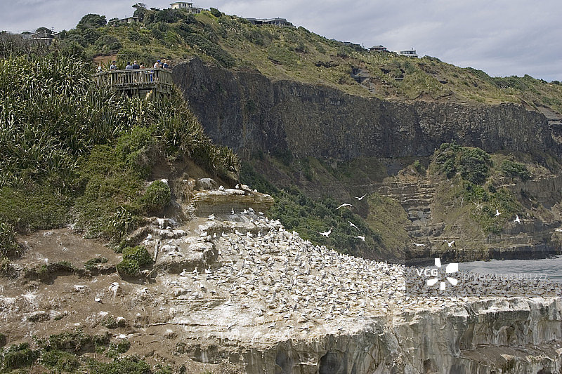 游客在穆里怀塘鹅栖息地观看筑巢塘鹅图片素材