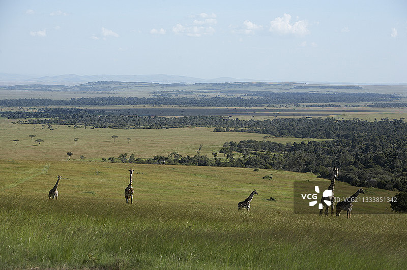 肯尼亚马赛马拉稀树草原上的马赛长颈鹿图片素材