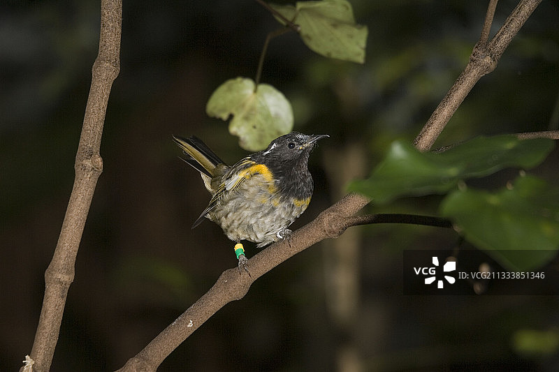 卡皮蒂岛新西兰的缝合鸟图片素材