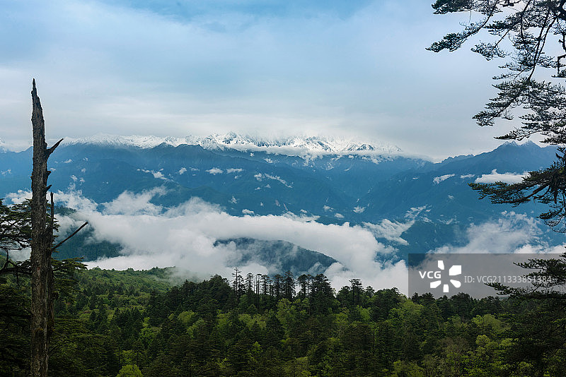 四川省雅安市石棉县王岗坪 雪山 云海 原始森林图片素材