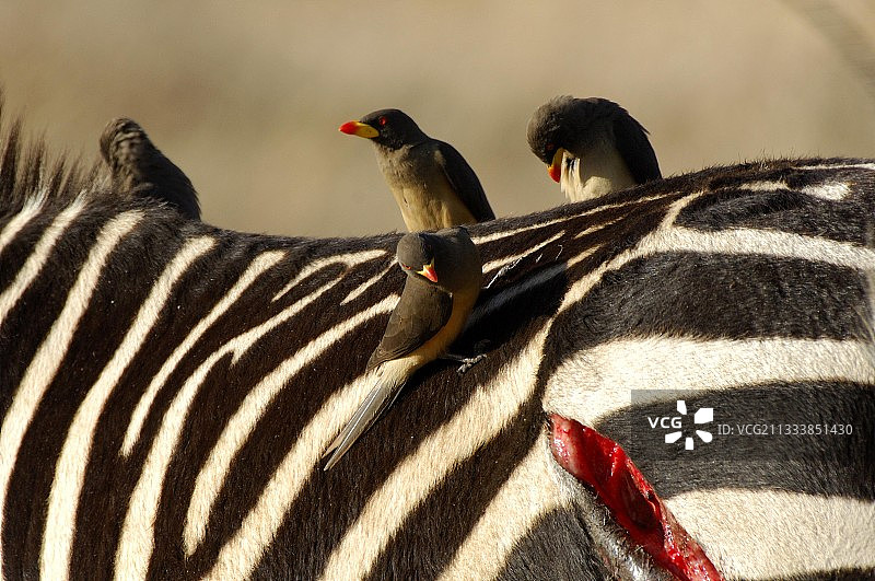 夜晚斑马遭受狮群袭击，伤痕永存图片素材