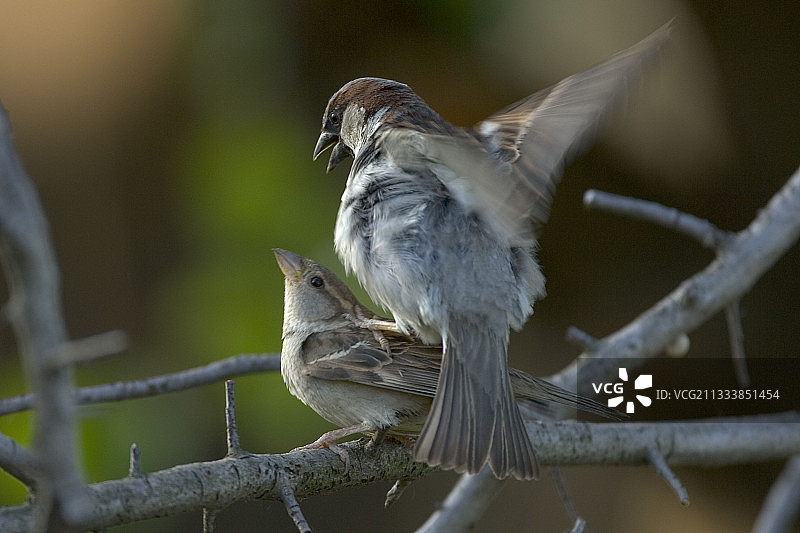 家麻雀的交配图片素材