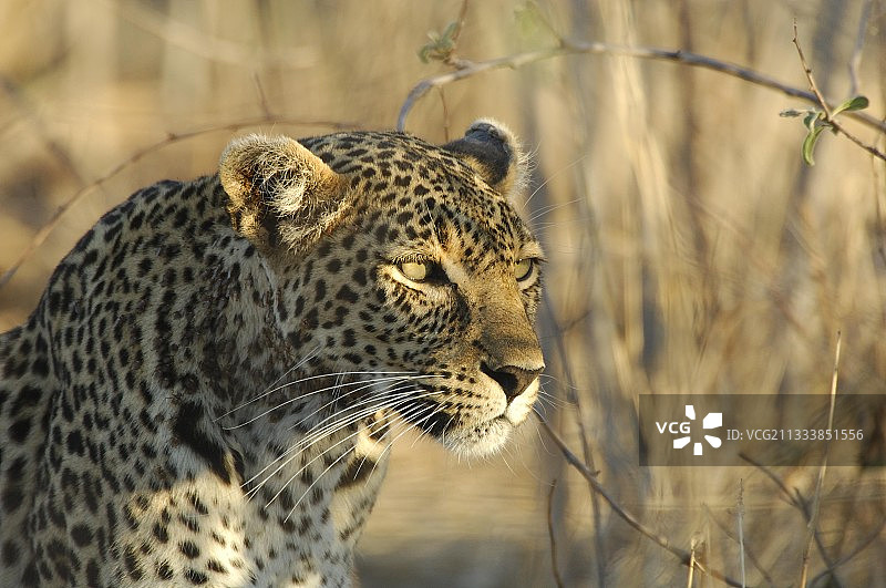 坦桑尼亚鲁阿哈日落时的豹子图片素材