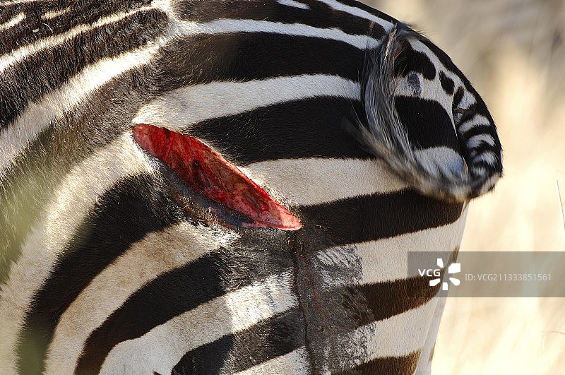 夜晚斑马遭受狮群袭击，伤痕永存图片素材