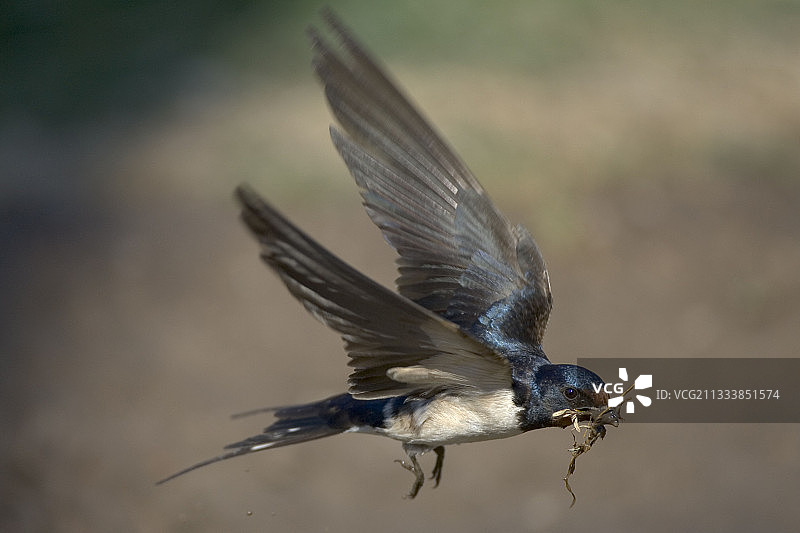 谷仓燕飞行并收集树枝图片素材