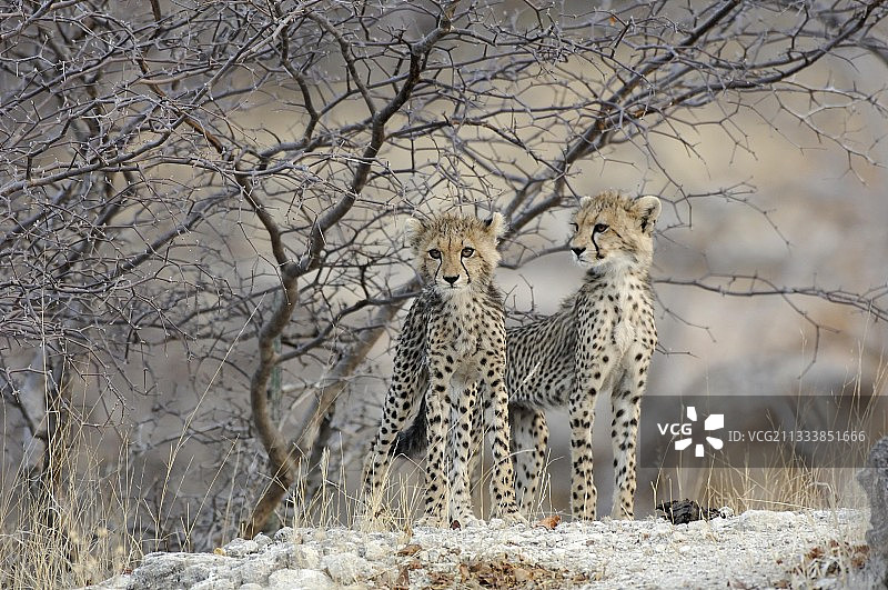 这些三个月大的小猎豹非常瘦弱图片素材