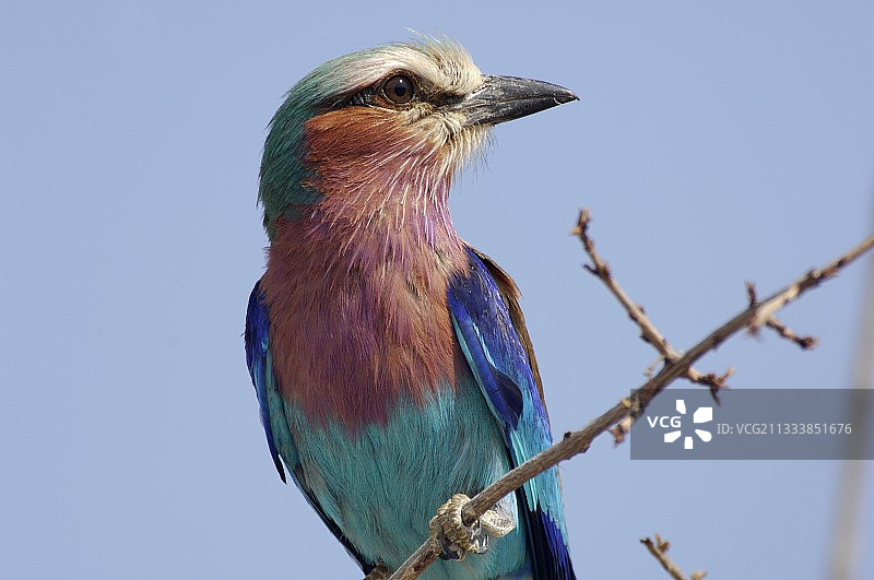 紫胸佛法僧，坦桑尼亚鲁阿哈图片素材