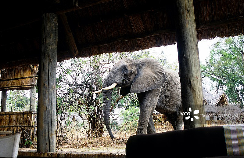 坦桑尼亚 Ruaha 旅馆附近的非洲象图片素材