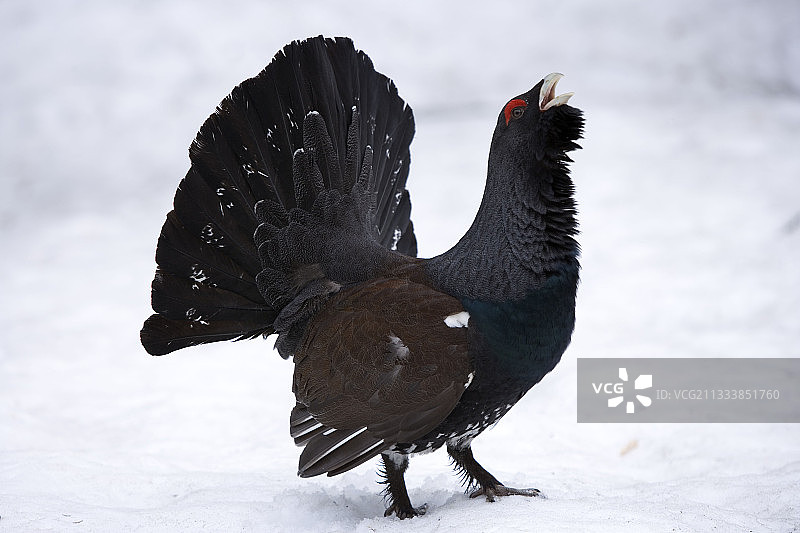 科舒塔山脉（奥地利物种，卡林西亚）图片素材