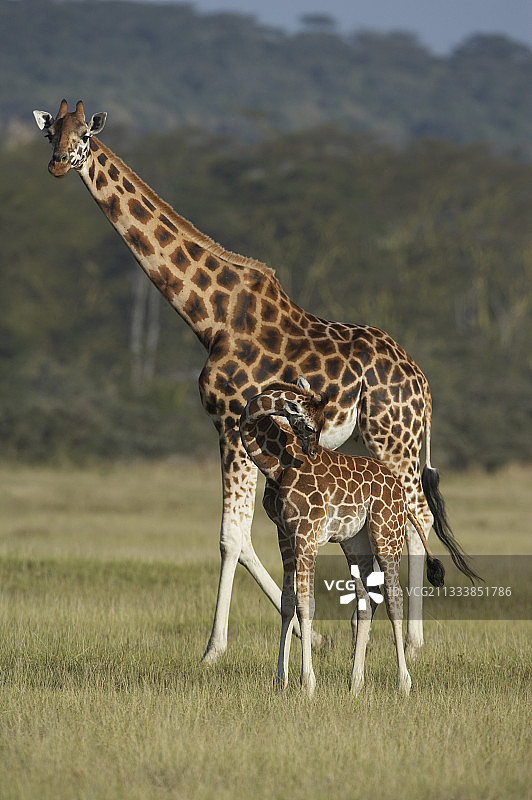 内库鲁肯尼亚的罗斯柴尔德长颈鹿和幼 giraffe图片素材