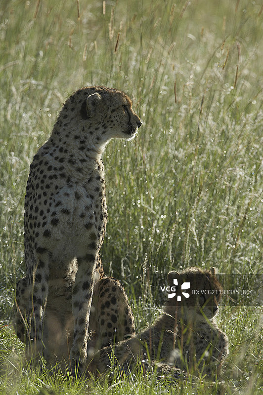 猎豹与六个月大的幼崽，肯尼亚马赛马拉图片素材