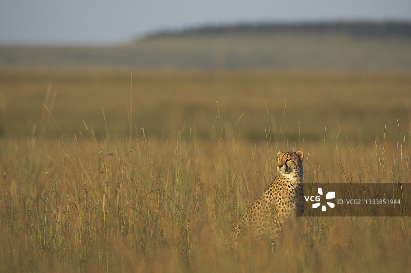 在肯尼亚马赛马拉草原上14个月大的小猎豹图片素材