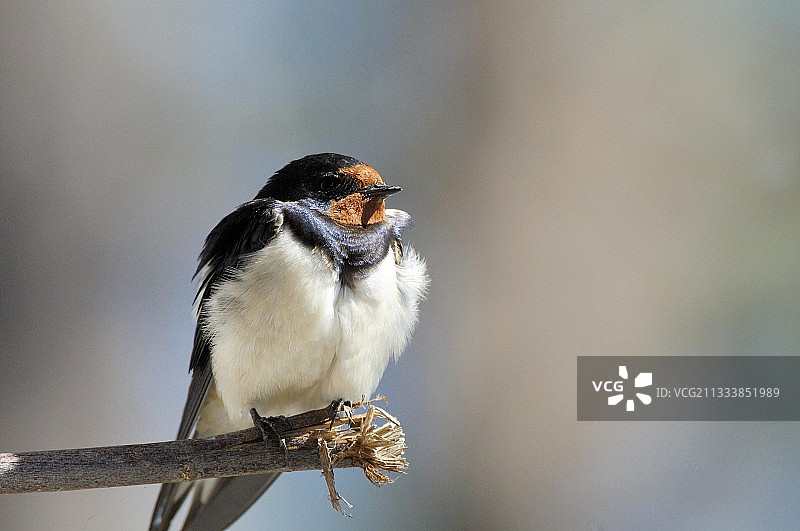 栖息在树枝上的家燕，芬兰凯努区图片素材