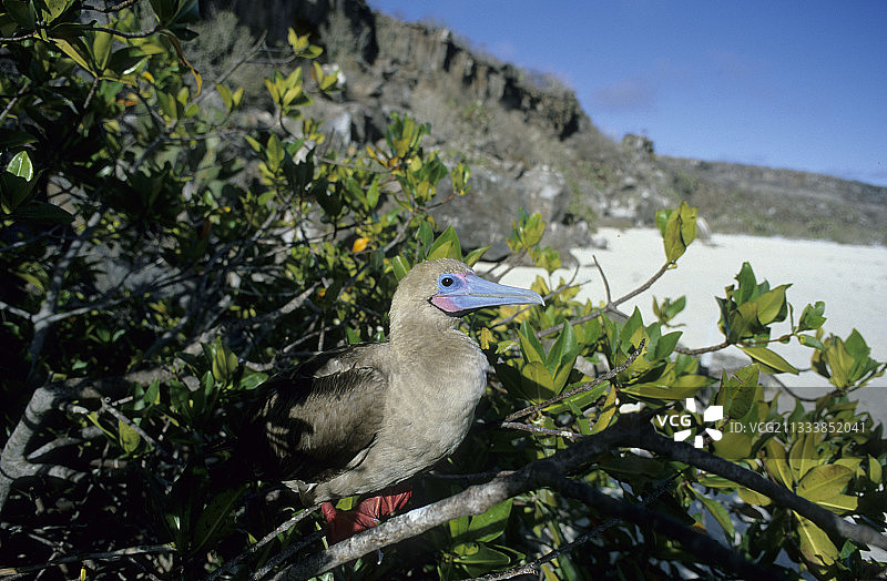 加拉帕戈斯群岛热内韦萨岛红树林中的 masked 鲣鸟图片素材