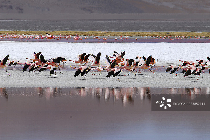 玻利维亚高原科罗拉达泻湖的安第斯火烈鸟图片素材