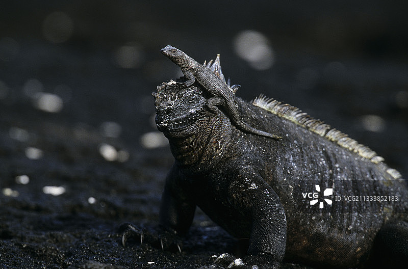 蓬塔埃斯皮诺萨，费尔南迪纳岛图片素材