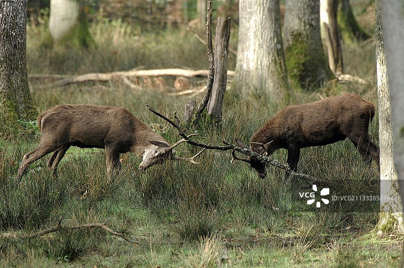 布蒂桑森林：咆哮期图片素材