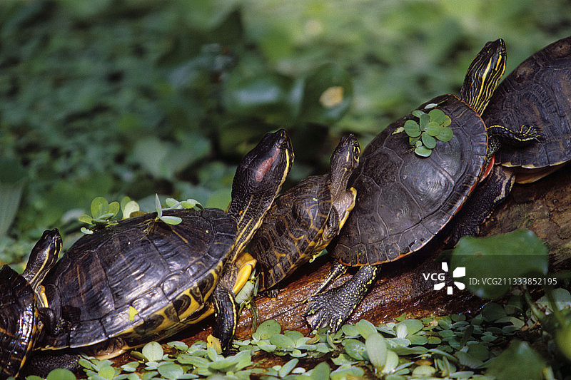 红耳龟与其他淡水物种图片素材