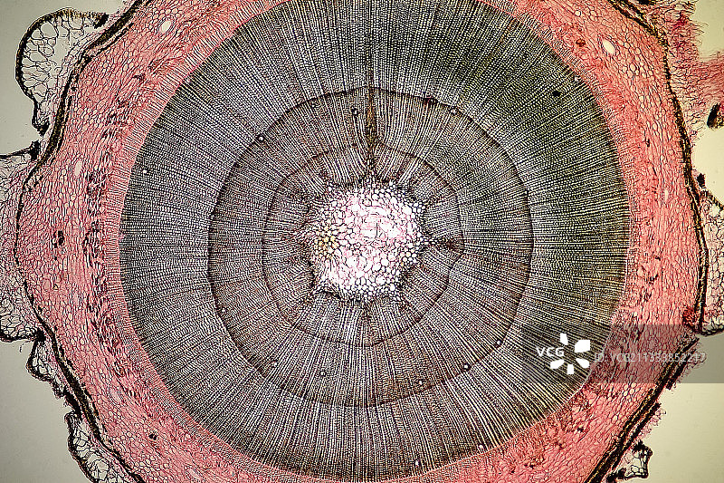 底部清晰可见的照明，放大20倍图片素材