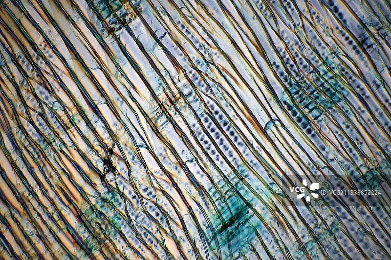 偏振光下的灯光，Bereck补偿器（放大100倍）图片素材