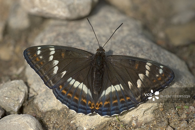 西尔万在拉脱维亚的岩石上登陆图片素材