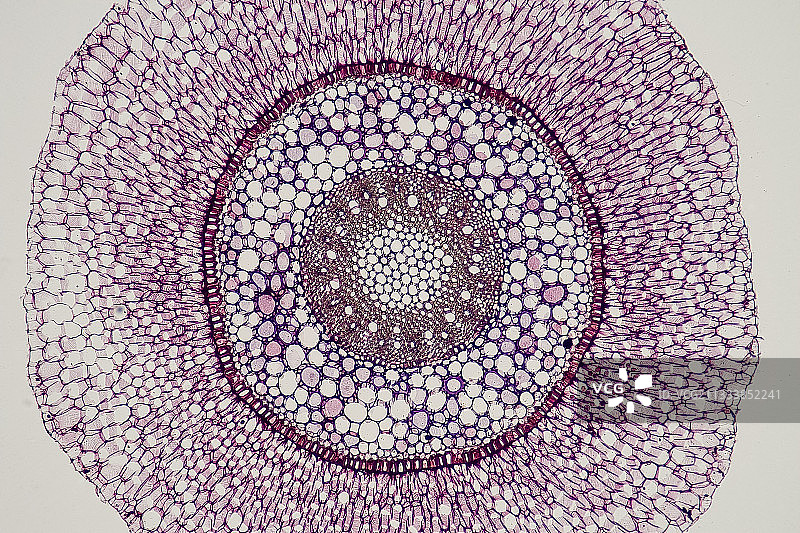 底部清晰且放大50倍的照明图片素材