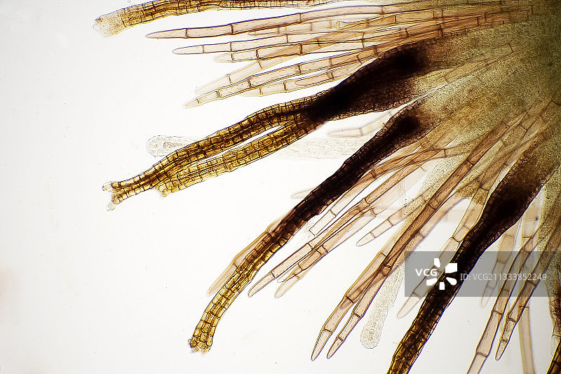清晰底部照明，放大100倍图片素材