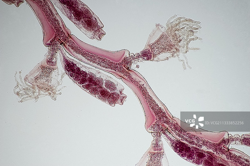 底部清晰照明放大20倍图片素材