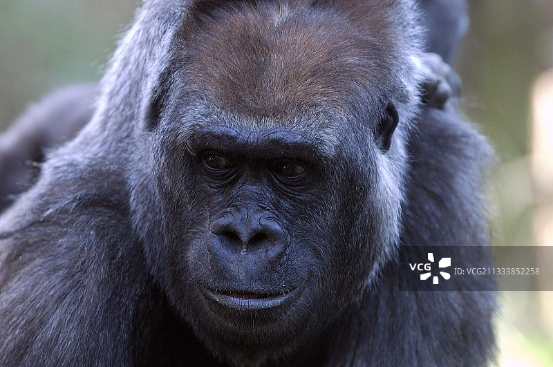 濒危物种保护计划图片素材